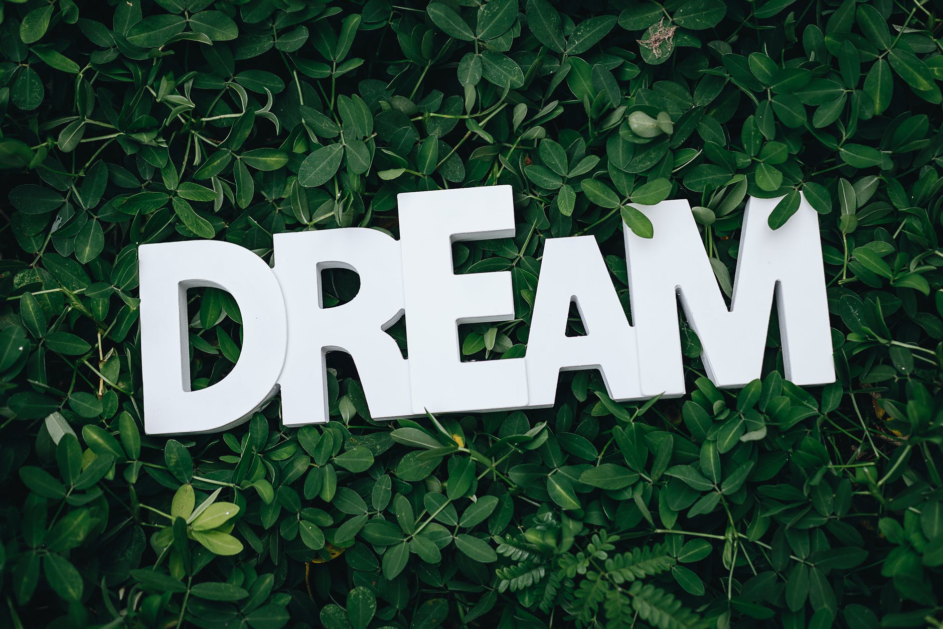Image of letters spelling 'DREAM' on leaves.